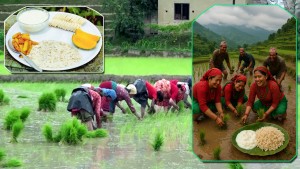 धान दिवस असार १५ : खेतमा रमाइलो, दही चिउरा खाँदै पर्वको उत्सव  मनाइँदै