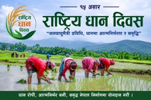 आज २३ औँ राष्ट्रिय धान दिवस मनाइँदै, वर्षाको अभावले देशभर धान रोपाइँ सुस्त