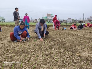 गढवा–७ घोराहामा उद्यमी महिला समूहद्वारा सामूहिक प्याज खेती