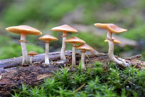 भान्जाले टिपेर ल्याएको जंगली च्याउ खाँदा मामासहित १० जना बिरामी