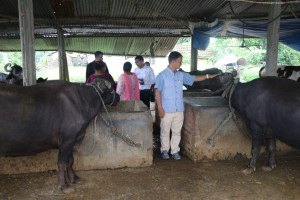 राप्ती गाउँपालिकाद्वारा दुग्ध उत्पादक किसानलाई १५ लाखभन्दा बढी प्रोत्साहन रकम प्रदान