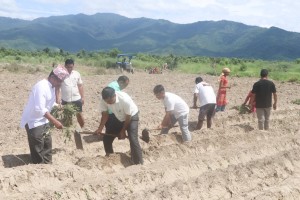 राप्ती नदिकाे बगरमा सामूहिक सखरखण्ड खेती : सभामुख र पालिका अध्यक्षद्वारा श्रमदान 
