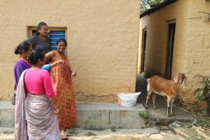 राप्तीमा मुक्त कमैया–कम्लहरीलाई वितरण गरिएका बाख्राको अनुगमन