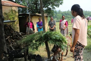 राप्तीमा मुक्त कमैया–कम्लहरीलाई वितरण गरिएका बाख्राको अनुगमन