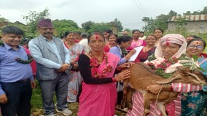 दंगीशरणमा दोस्रो पुस्ताको बाख्रा उपहार कार्यक्रम सम्पन्न