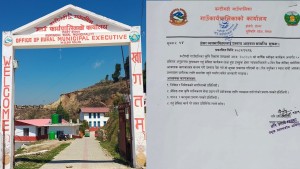 किसानको गहुँ पालिकाले ५० प्रतिशत अनुदानमा थ्रेसिङ गरिदिदै