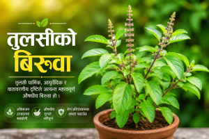 आज हरिशयनी एकादशी : तुलसीको बिरुवा सारिँदै