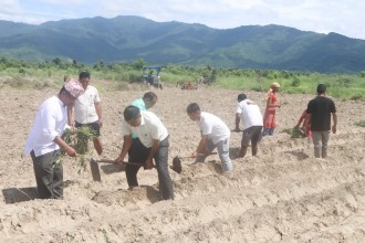 राप्ती नदिकाे बगरमा सामूहिक सखरखण्ड खेती : सभामुख र पालिका अध्यक्षद्वारा श्रमदान 