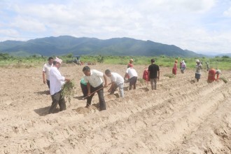 राप्ती नदिकाे बगरमा सामूहिक सखरखण्ड खेती : सभामुख र पालिका अध्यक्षद्वारा श्रमदान 