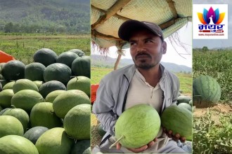 तरबुजा खेतीमा आकर्षक बढ्दै  दाङका  युवाहरु