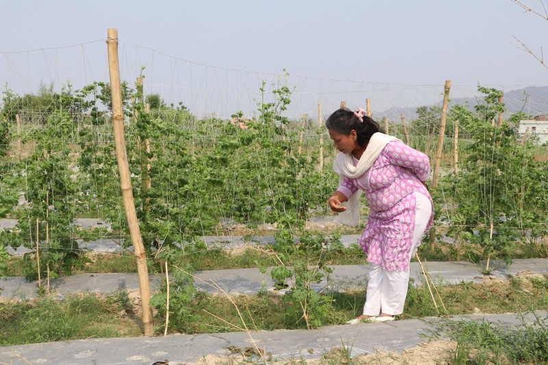 जनप्रतिनिधिको अर्गानिक तरकारी खेतीः स्वास्थ्य, आत्मनिर्भरता र वातावरणप्रति सन्तुलित दृष्टिकोण