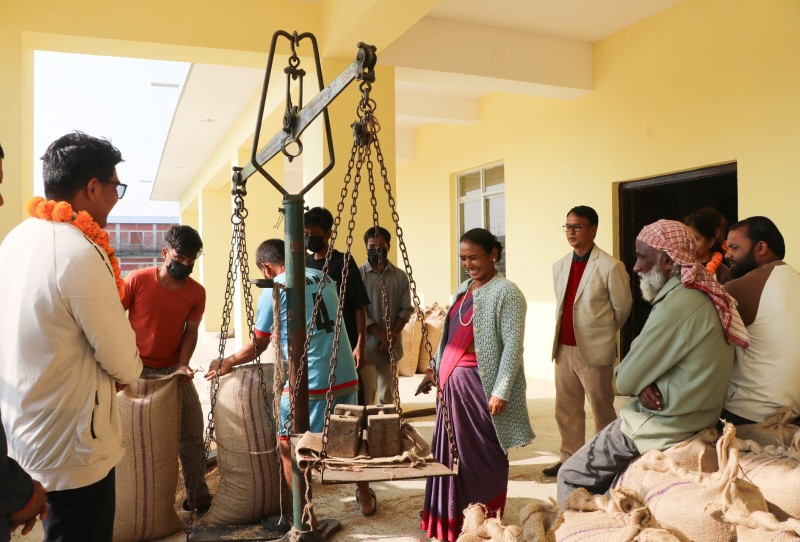 राप्ती गाउँपालिकामा धान खरिद सुरु, किसानले पाए समर्थन मूल्यको राहत