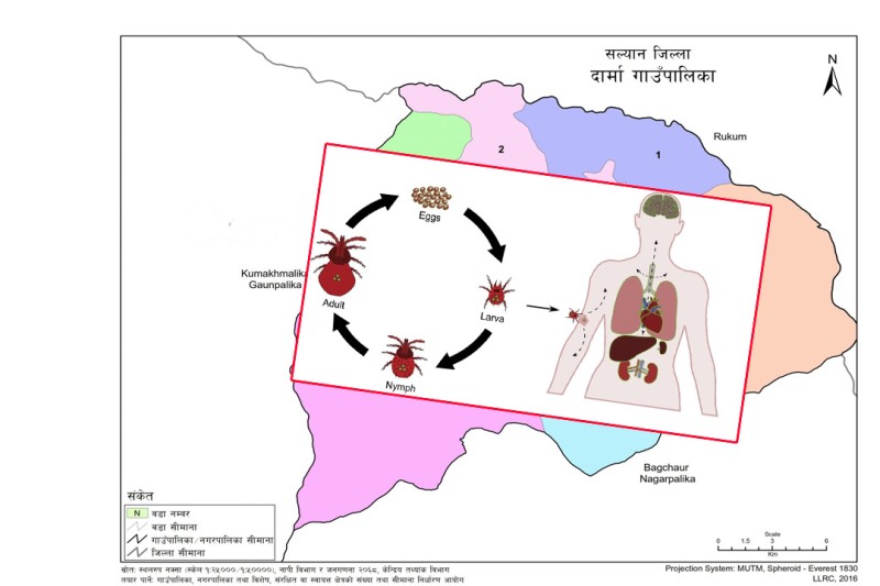 सल्यानकाे दार्मा गाउँपालिकामा स्क्रब टाइफसको प्रकोप, ६ जनाको मृत्यु