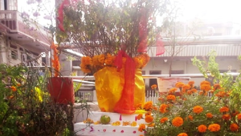 आज हरि बोधिनी एकादशी : घरमा तुलसीलाई दामोदरसँग विवाह गरिँदै